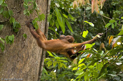 Orang Utan - Zum Vergroessern klicken!